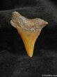 Small Megalodon Shark Tooth #563-1